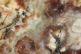 Polished Dinosaur Coprolite Nodule Section - Utah #307452-1